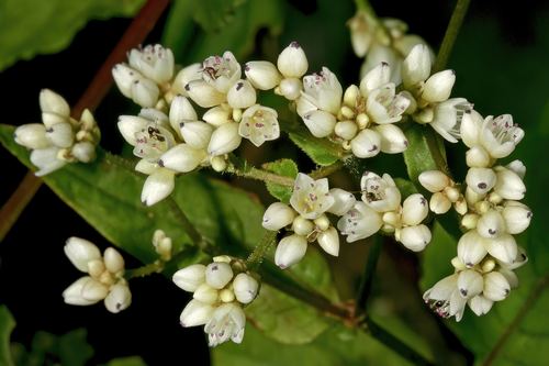 Buckwheat flowers